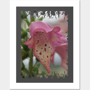 Pink Foxglove Posters and Art